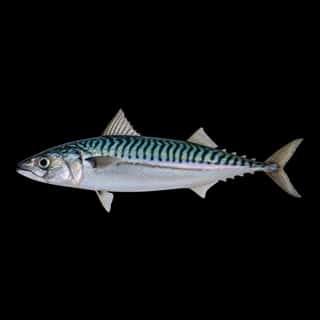 Atlantic Mackerel