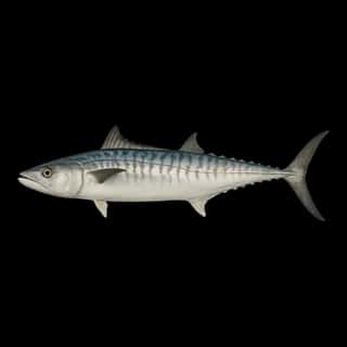 King Mackerel