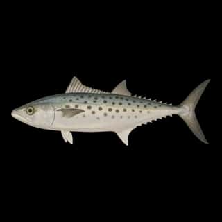 Spanish Mackerel