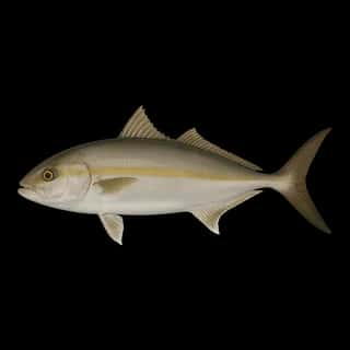 Greater Amberjack