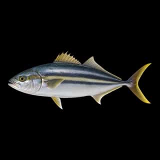 Banded Rudderfish