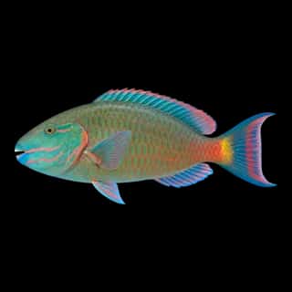 Stoplight Parrotfish