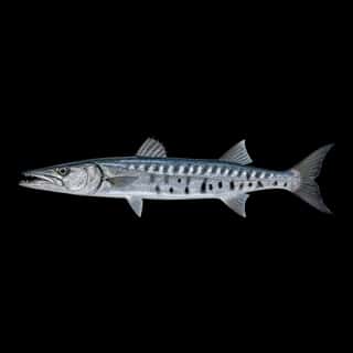 Great Barracuda