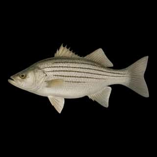 Sunshine Bass