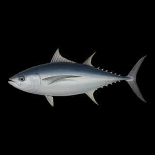 Albacore Tuna