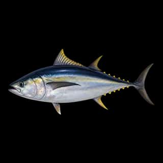 Blackfin Tuna