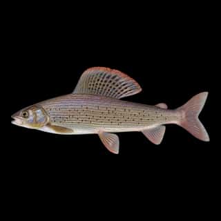 Arctic Grayling