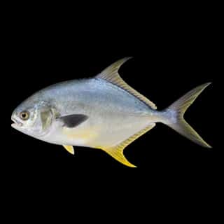 Florida Pompano