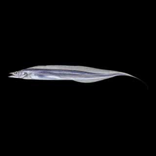 Hairtail