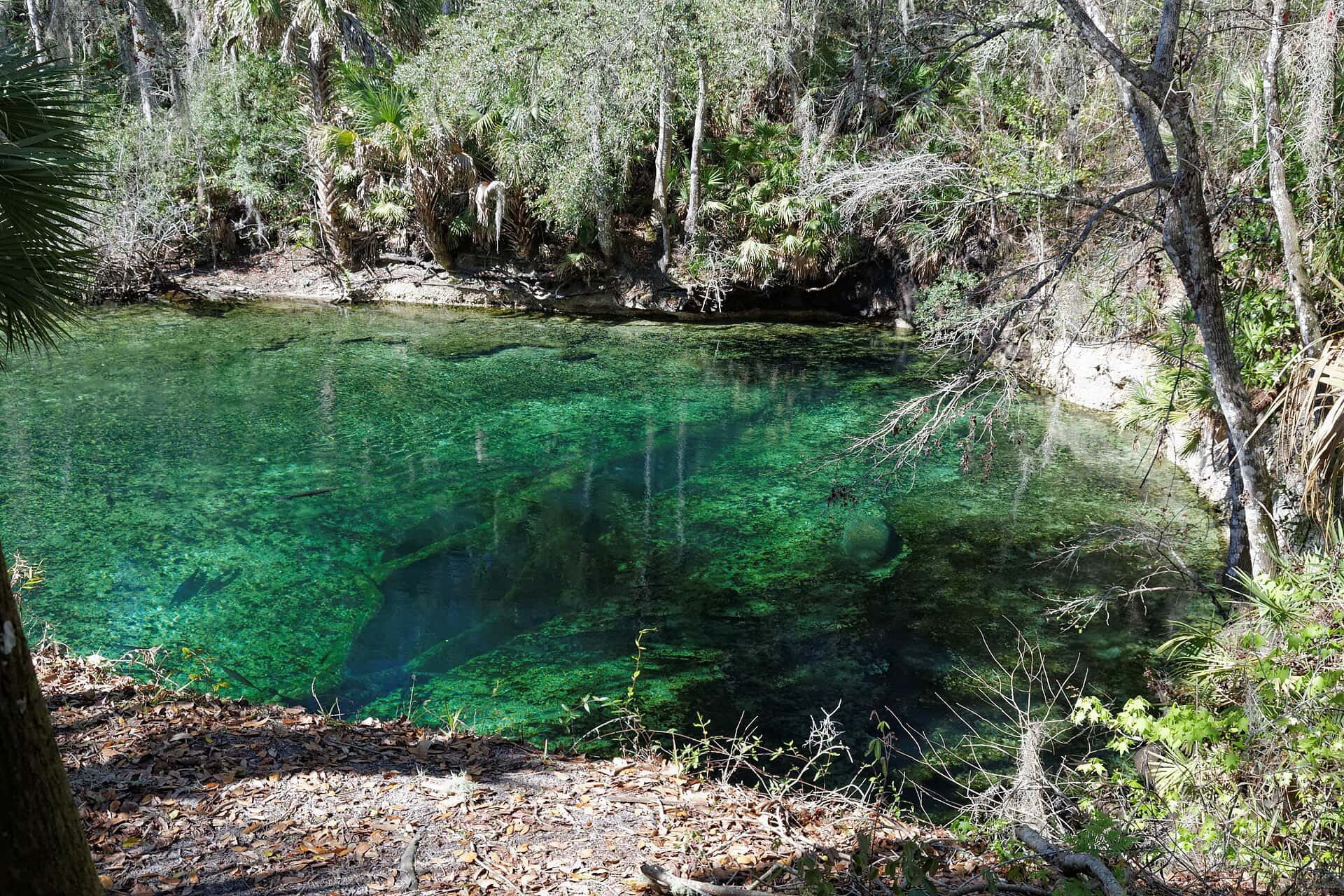 Blue Spring State Park — Blue Spring 1