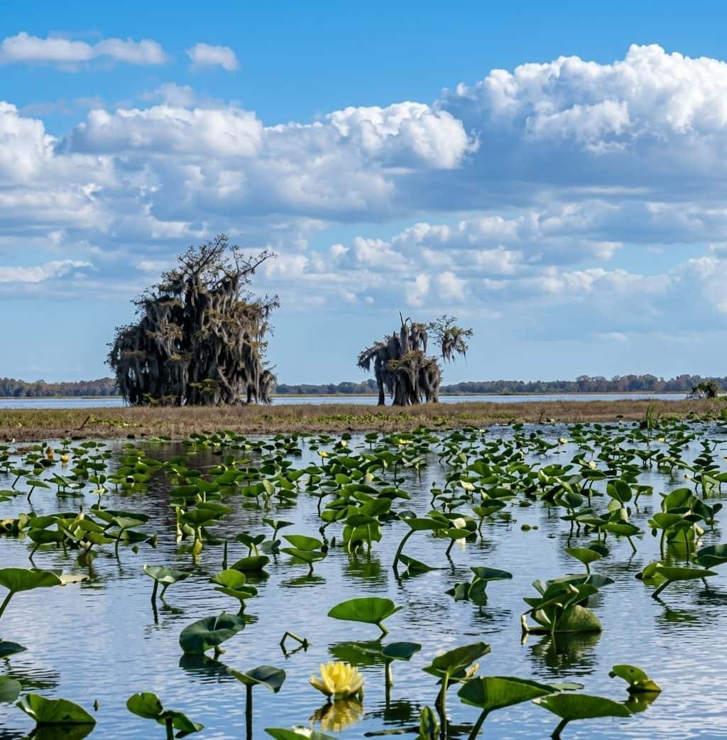 Blue Cypress Lake Fishing: Bass, Crappie & 6,666 Acres of Wild Florida 3