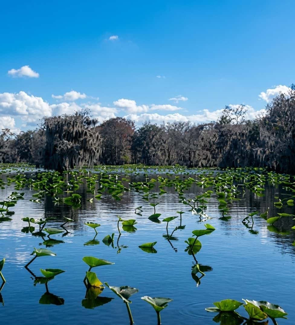 Blue Cypress Lake Fishing: Bass, Crappie & 6,666 Acres of Wild Florida 2