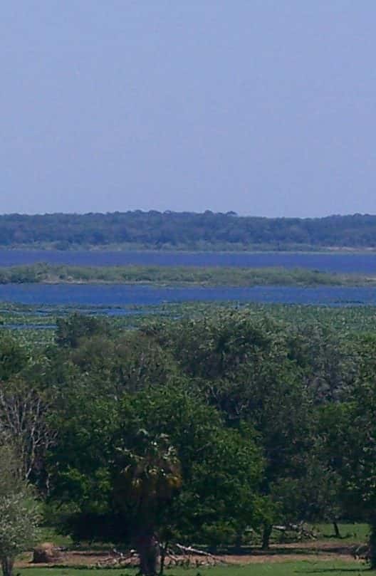 Orange Lake Fishing: Bass, Bluegill & Shallow Vegetation Tactics 3