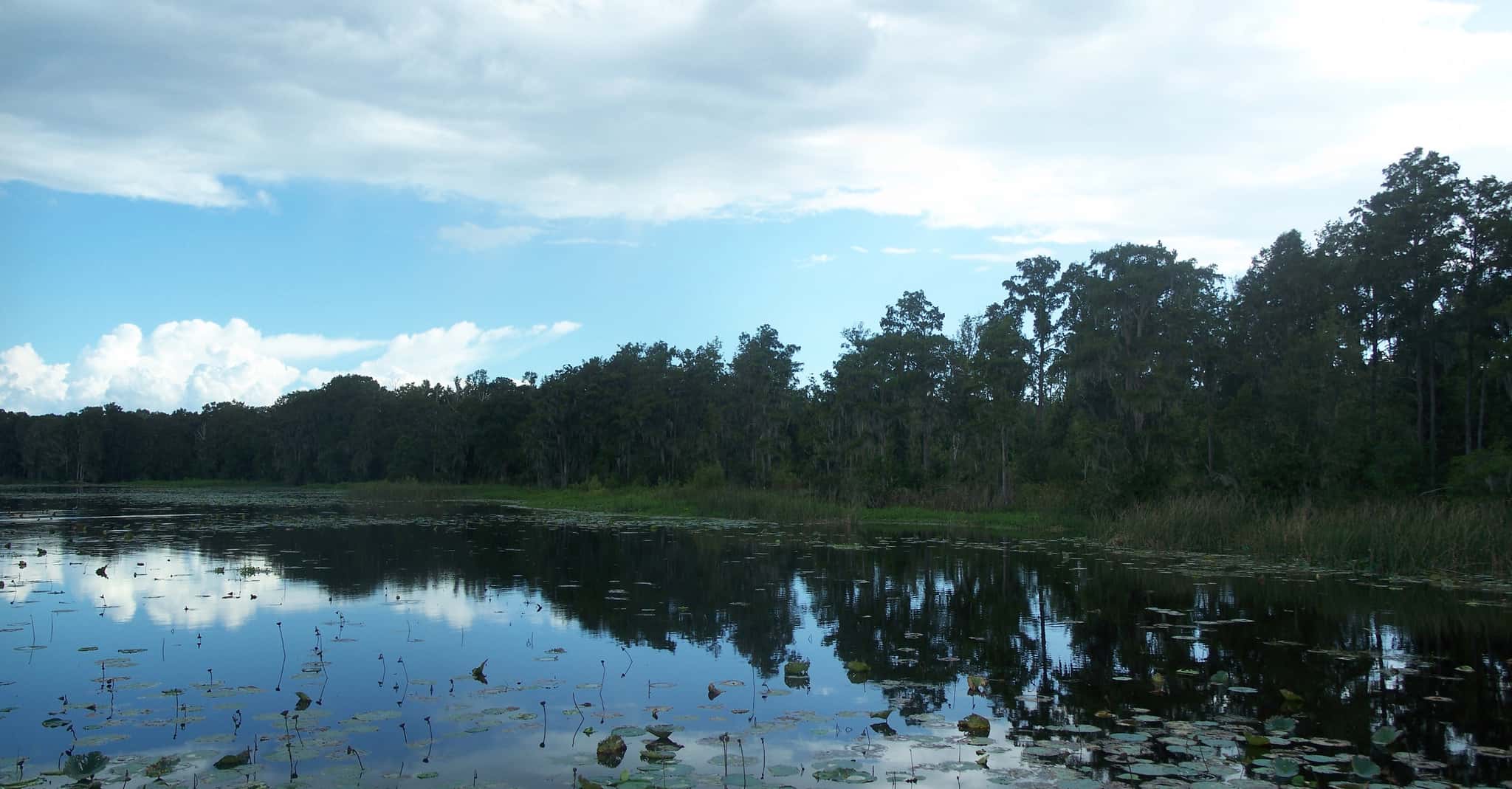 Newnans Lake Fishing: Bass, Crappie & Sunfish in Gainesville, FL 3