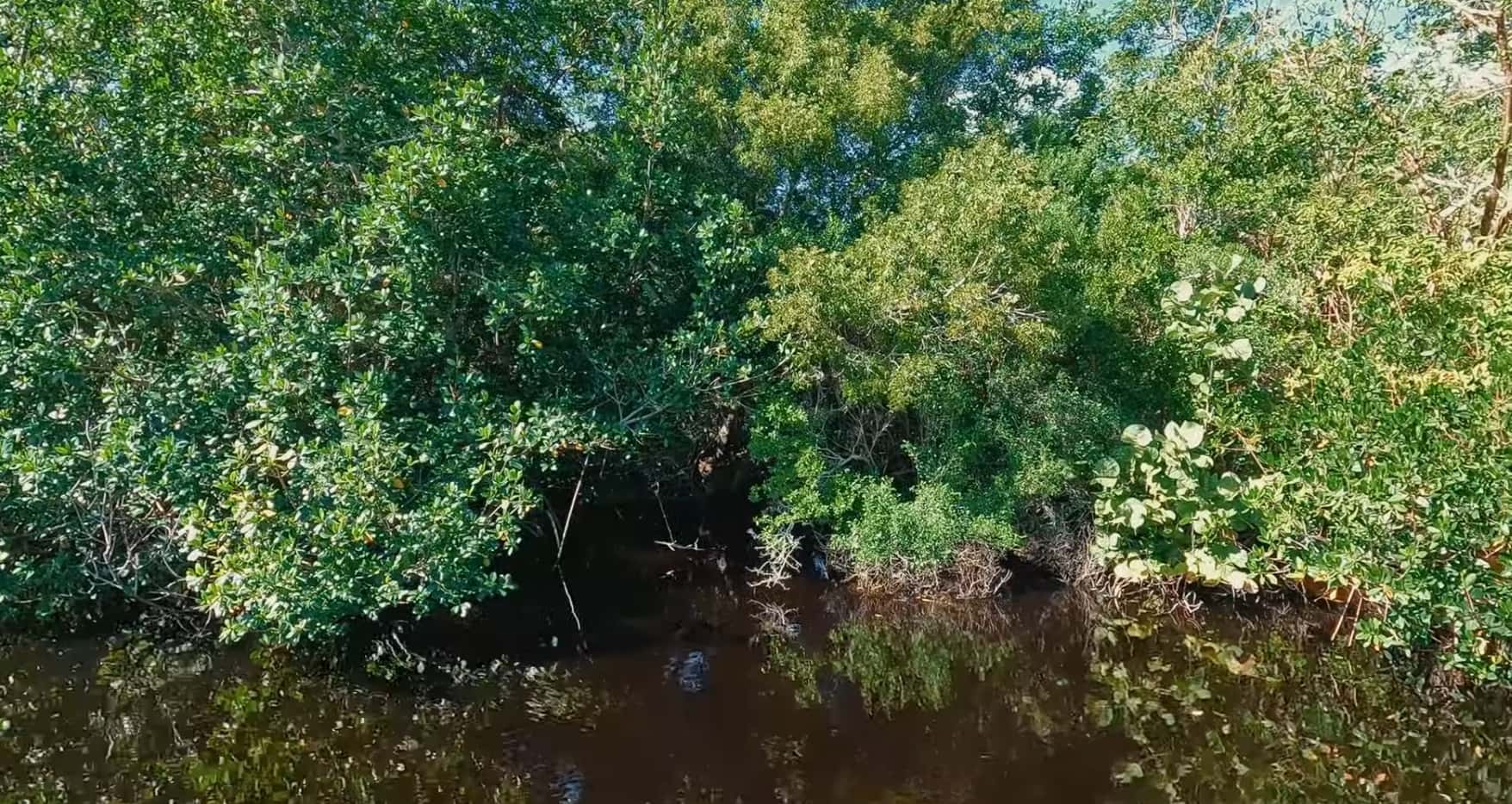 The Everglades Fishing: Largemouth Bass, Snook & Shallow Water Spots 3