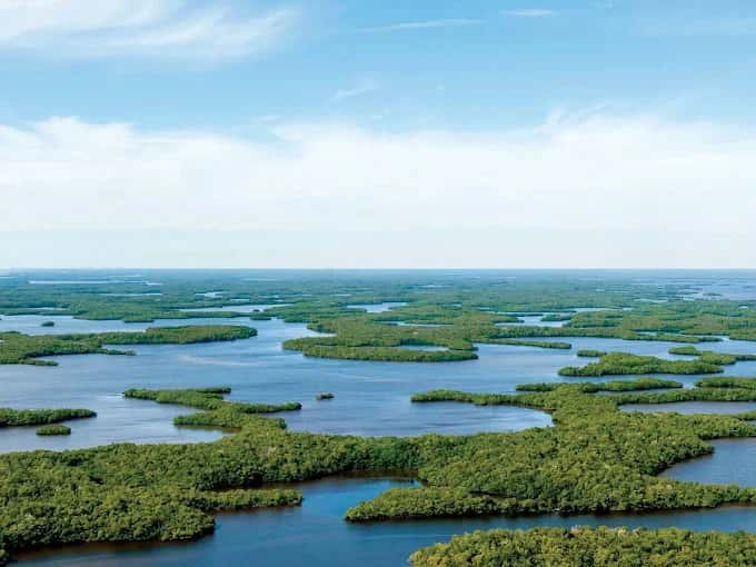 The Everglades 1