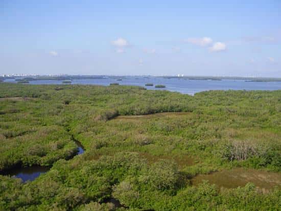 Estero Bay Fishing: Snook, Redfish & 2,670 Acres of Grass Flats 2