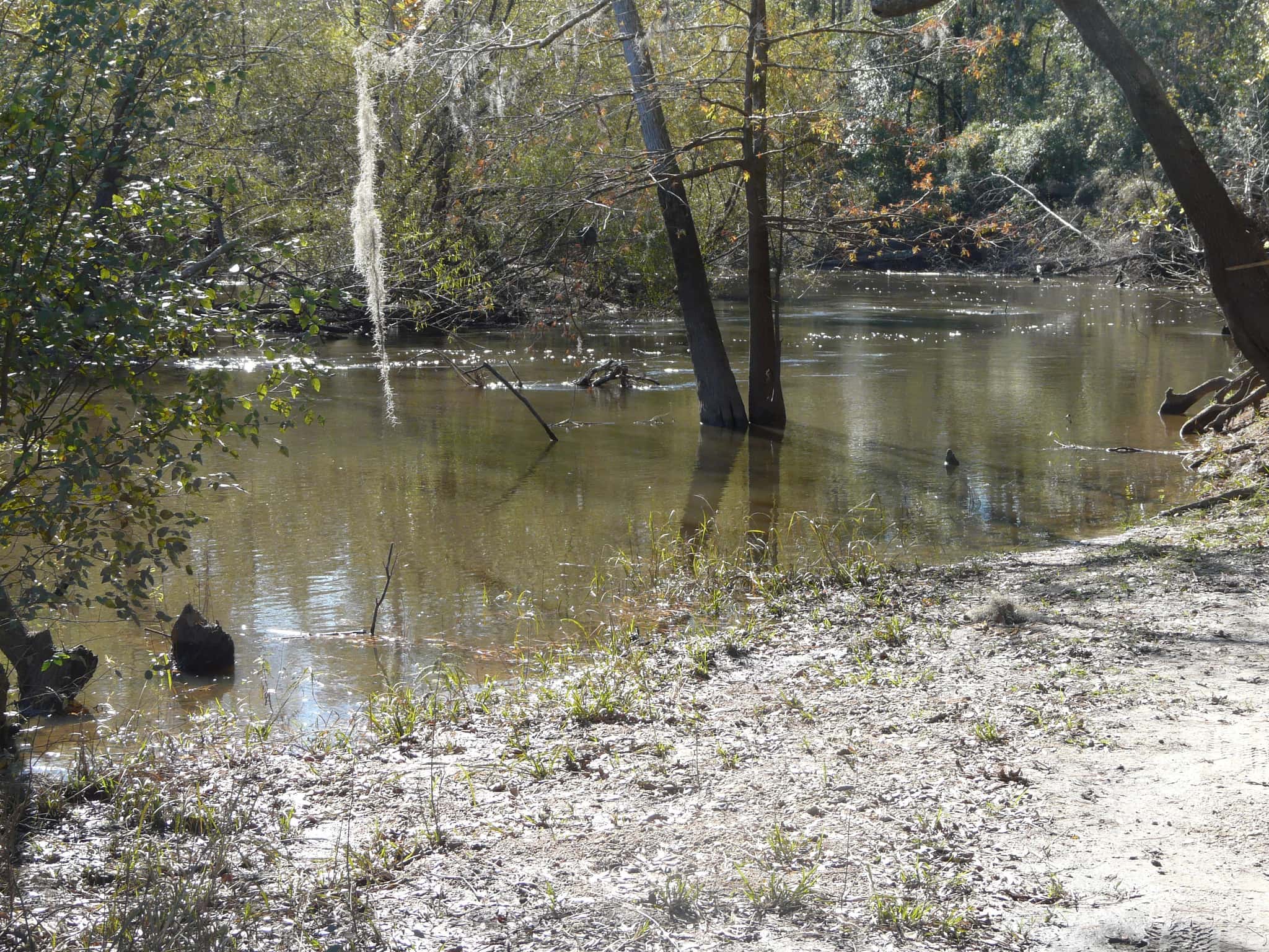 Ochlockonee River 1